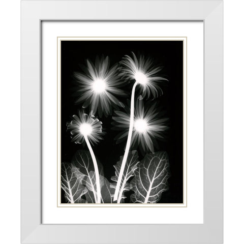 Shinning Florals White Modern Wood Framed Art Print with Double Matting by Koetsier, Albert