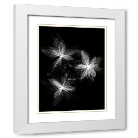 Spring Trio White Modern Wood Framed Art Print with Double Matting by Koetsier, Albert