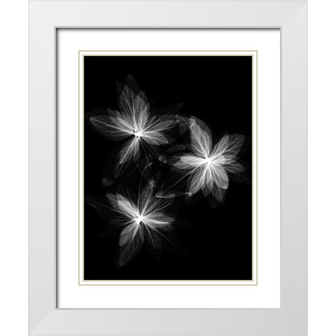 Spring Trio White Modern Wood Framed Art Print with Double Matting by Koetsier, Albert