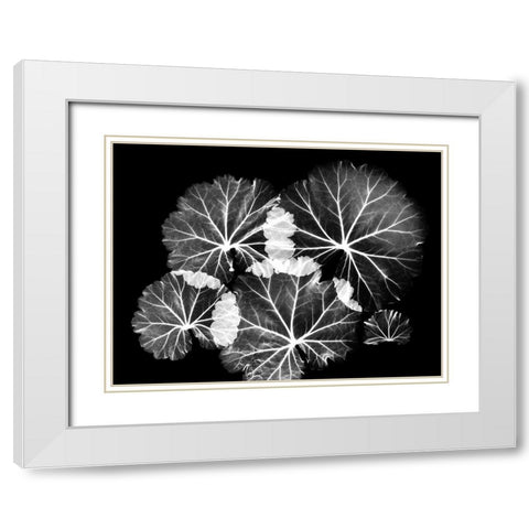 Blooming Celebration 1 White Modern Wood Framed Art Print with Double Matting by Koetsier, Albert