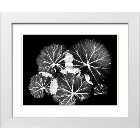 Blooming Celebration 1 White Modern Wood Framed Art Print with Double Matting by Koetsier, Albert