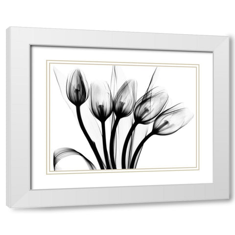 Marching Tulips White Modern Wood Framed Art Print with Double Matting by Koetsier, Albert