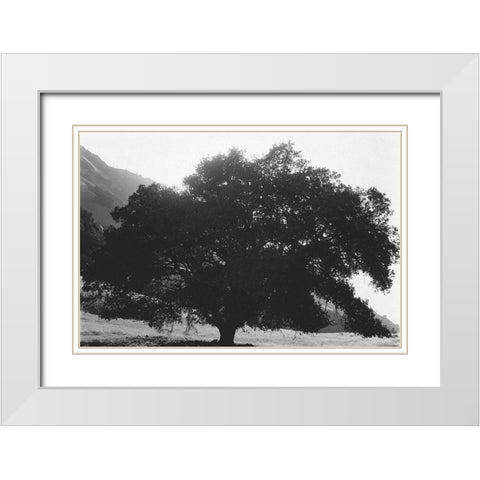 Bush Breeze White Modern Wood Framed Art Print with Double Matting by Koetsier, Albert