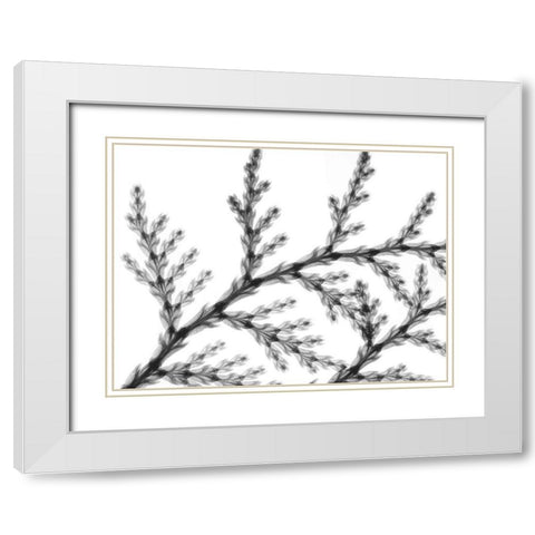 Natural Reach White Modern Wood Framed Art Print with Double Matting by Koetsier, Albert