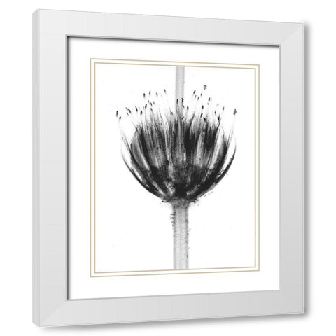 Botanical Crown White Modern Wood Framed Art Print with Double Matting by Koetsier, Albert