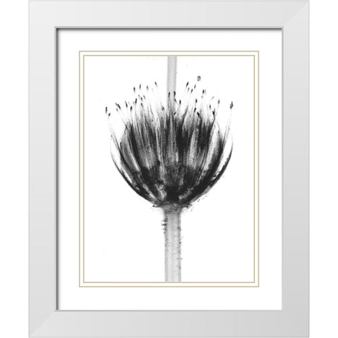 Botanical Crown White Modern Wood Framed Art Print with Double Matting by Koetsier, Albert