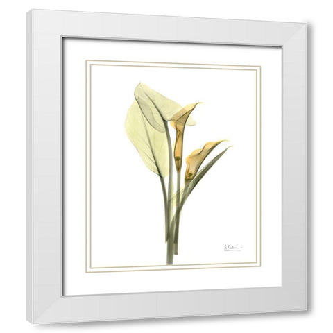 Orange Flowers Calla Lily White Modern Wood Framed Art Print with Double Matting by Koetsier, Albert