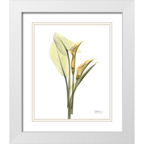 Orange Flowers Calla Lily White Modern Wood Framed Art Print with Double Matting by Koetsier, Albert