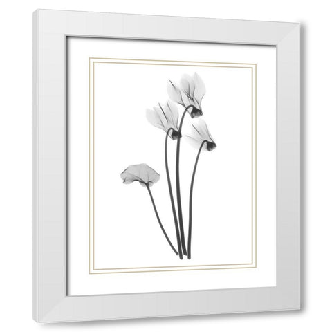 Cyclamen White Modern Wood Framed Art Print with Double Matting by Koetsier, Albert