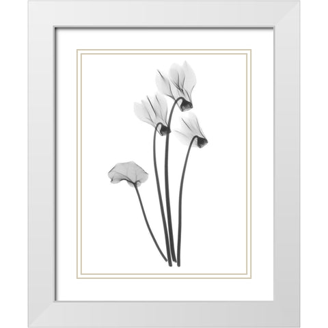 Cyclamen White Modern Wood Framed Art Print with Double Matting by Koetsier, Albert