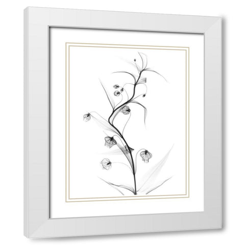 White Globe Lily White Modern Wood Framed Art Print with Double Matting by Koetsier, Albert