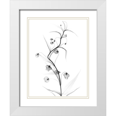 White Globe Lily White Modern Wood Framed Art Print with Double Matting by Koetsier, Albert