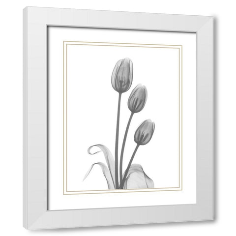 Tulip White Modern Wood Framed Art Print with Double Matting by Koetsier, Albert