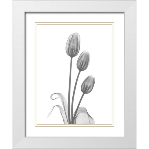 Tulip White Modern Wood Framed Art Print with Double Matting by Koetsier, Albert