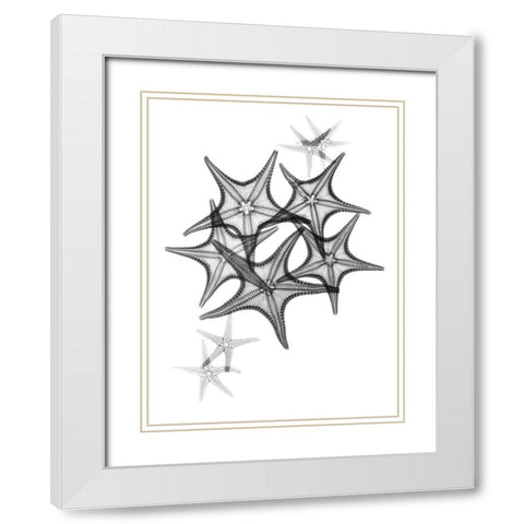 Starfish White Modern Wood Framed Art Print with Double Matting by Koetsier, Albert