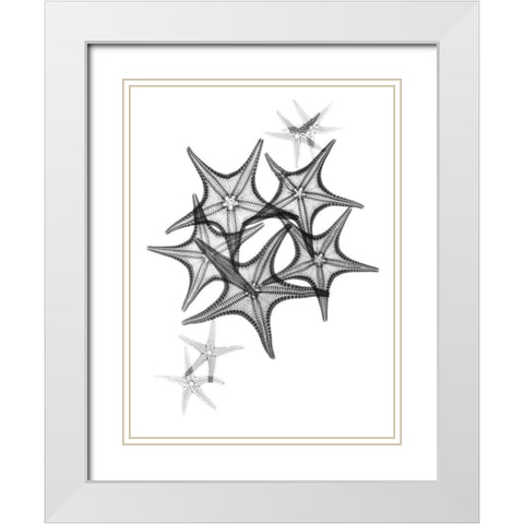 Starfish White Modern Wood Framed Art Print with Double Matting by Koetsier, Albert