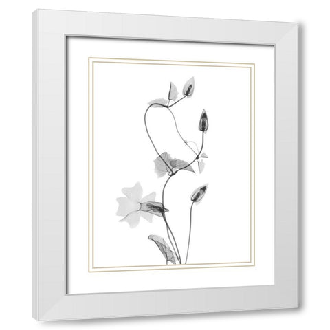 Disticta White Modern Wood Framed Art Print with Double Matting by Koetsier, Albert