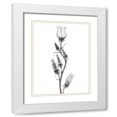 Canterbury Bell White Modern Wood Framed Art Print with Double Matting by Koetsier, Albert