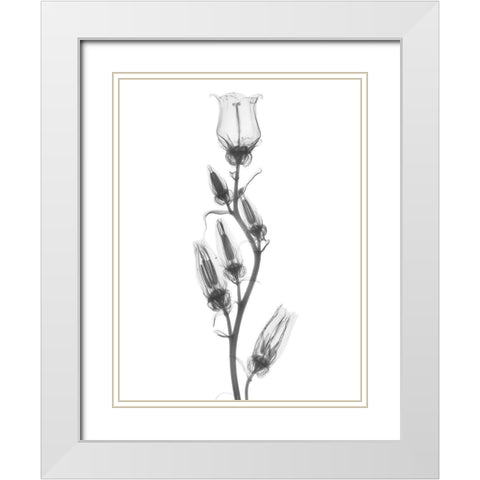 Canterbury Bell White Modern Wood Framed Art Print with Double Matting by Koetsier, Albert