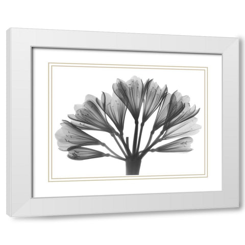 Lily Of The Nile White Modern Wood Framed Art Print with Double Matting by Koetsier, Albert