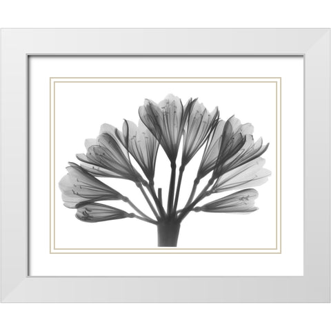 Lily Of The Nile White Modern Wood Framed Art Print with Double Matting by Koetsier, Albert