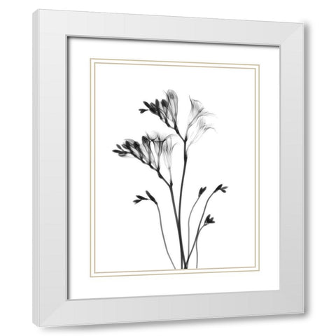 Freesia White Modern Wood Framed Art Print with Double Matting by Koetsier, Albert