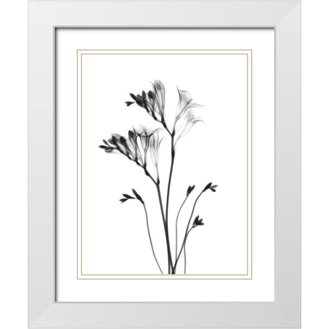 Freesia White Modern Wood Framed Art Print with Double Matting by Koetsier, Albert