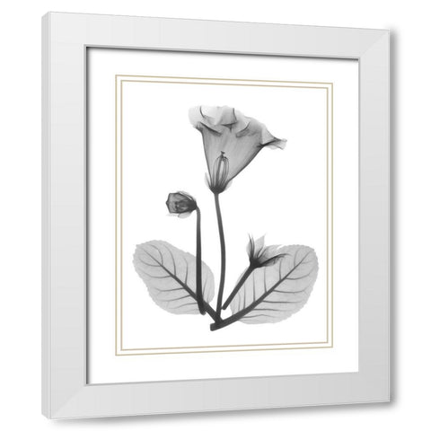 Gloxinia White Modern Wood Framed Art Print with Double Matting by Koetsier, Albert