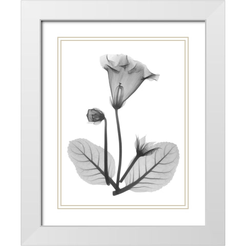 Gloxinia White Modern Wood Framed Art Print with Double Matting by Koetsier, Albert