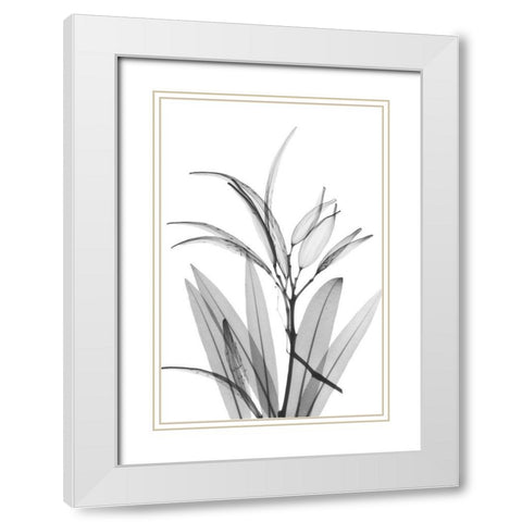 Oleander White Seed Pod White Modern Wood Framed Art Print with Double Matting by Koetsier, Albert