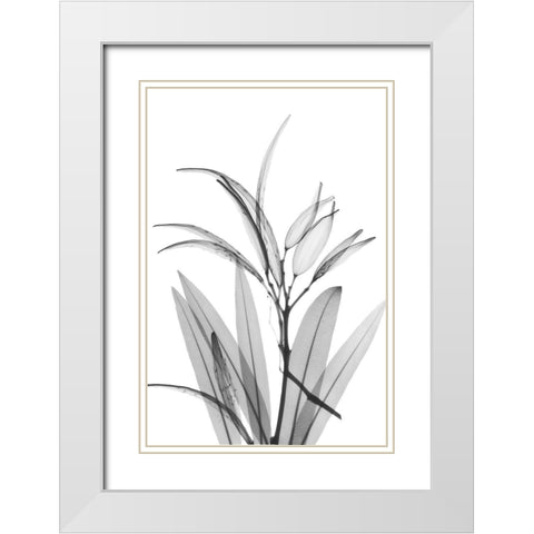 Oleander White Seed Pod White Modern Wood Framed Art Print with Double Matting by Koetsier, Albert