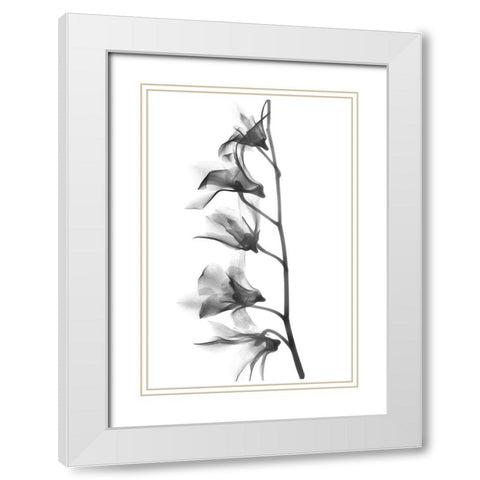 Orchid White Modern Wood Framed Art Print with Double Matting by Koetsier, Albert