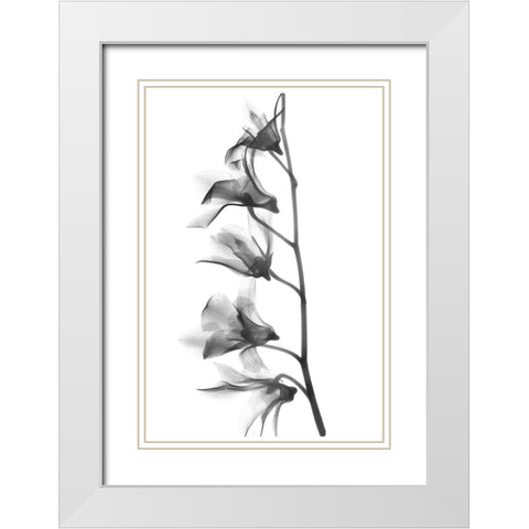 Orchid White Modern Wood Framed Art Print with Double Matting by Koetsier, Albert