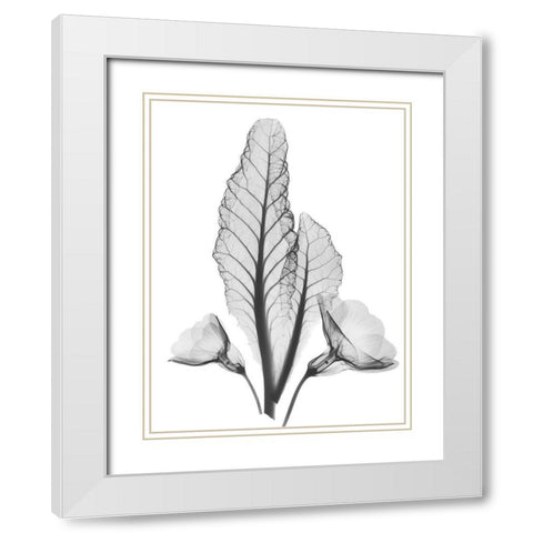 Prinula White Modern Wood Framed Art Print with Double Matting by Koetsier, Albert