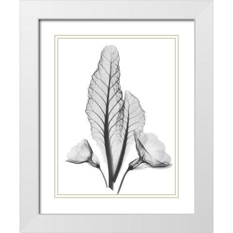 Prinula White Modern Wood Framed Art Print with Double Matting by Koetsier, Albert