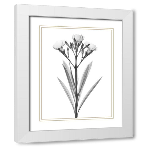 Oleander White Modern Wood Framed Art Print with Double Matting by Koetsier, Albert