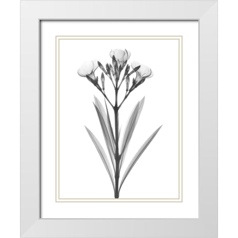 Oleander White Modern Wood Framed Art Print with Double Matting by Koetsier, Albert