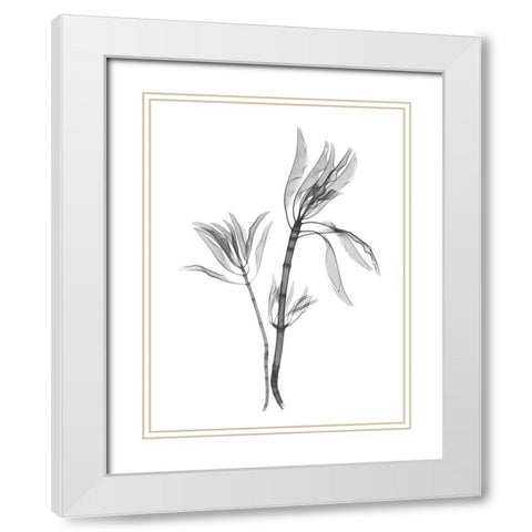 Leucadendron White Modern Wood Framed Art Print with Double Matting by Koetsier, Albert