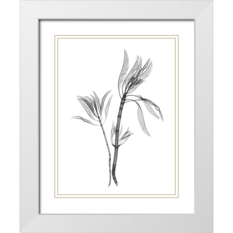 Leucadendron White Modern Wood Framed Art Print with Double Matting by Koetsier, Albert