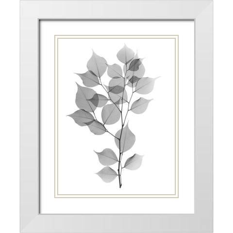 Myrtle Tree L182 White Modern Wood Framed Art Print with Double Matting by Koetsier, Albert