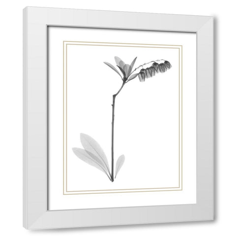 Lily Of The Vally Bush H07 White Modern Wood Framed Art Print with Double Matting by Koetsier, Albert