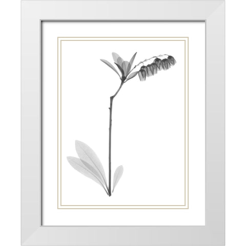 Lily Of The Vally Bush H07 White Modern Wood Framed Art Print with Double Matting by Koetsier, Albert