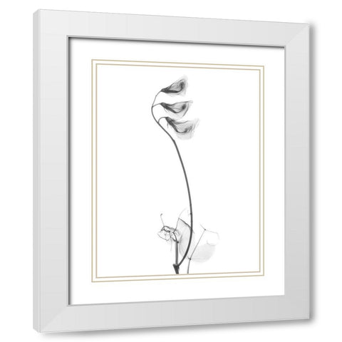 Pea H48 White Modern Wood Framed Art Print with Double Matting by Koetsier, Albert