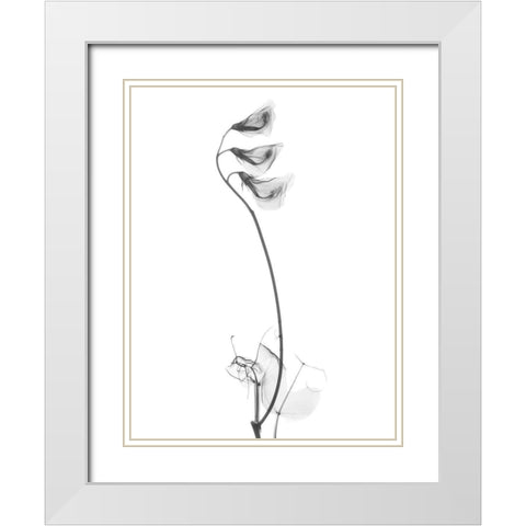 Pea H48 White Modern Wood Framed Art Print with Double Matting by Koetsier, Albert