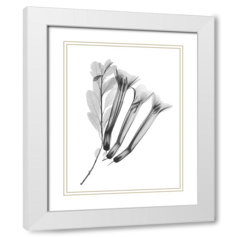 Crane Flower White Modern Wood Framed Art Print with Double Matting by Koetsier, Albert