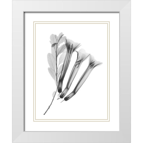 Crane Flower White Modern Wood Framed Art Print with Double Matting by Koetsier, Albert