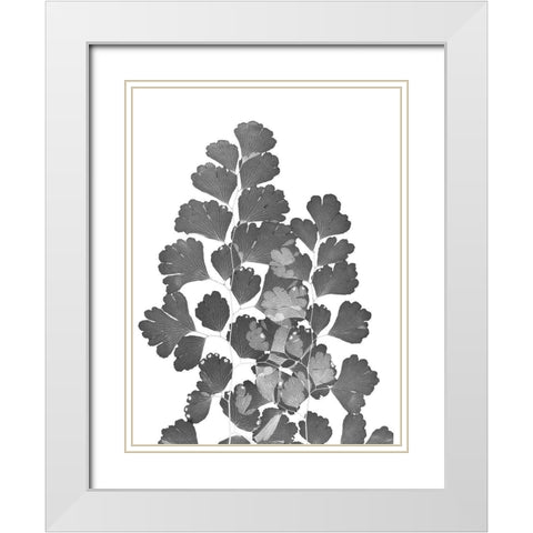 Southern Maidenhair Fern White Modern Wood Framed Art Print with Double Matting by Koetsier, Albert