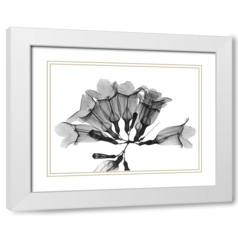 Garlic Vine White Modern Wood Framed Art Print with Double Matting by Koetsier, Albert