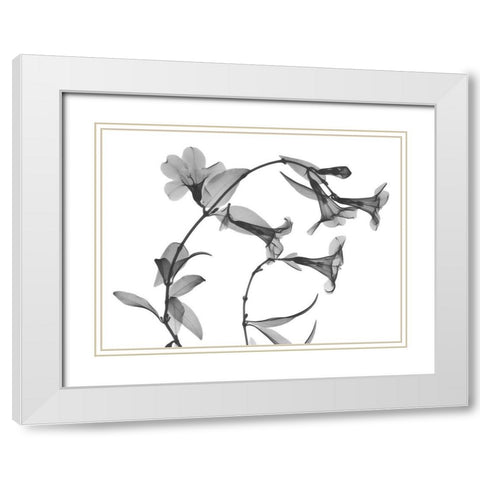 Brazilian Jasmine White Modern Wood Framed Art Print with Double Matting by Koetsier, Albert