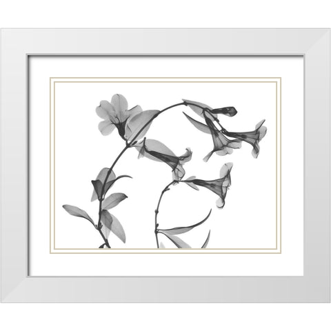 Brazilian Jasmine White Modern Wood Framed Art Print with Double Matting by Koetsier, Albert